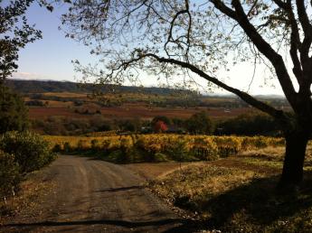 A view of the vineyard, looking in from the roadside with a leaning, leafless oak tree in the foreground.