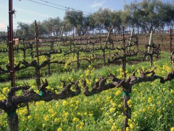 A view of grape vines before budbreak on a bright spring morning