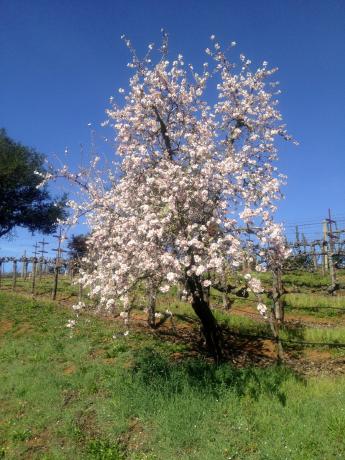 An apple tree in full bloom against a saturated blue sky