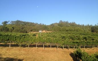A wide angle view of a vineyard in the summer; vines are thick with leaves and grapes