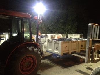 A night time view of bins of grapes being loaded onto a forklift. A field worker looks on.