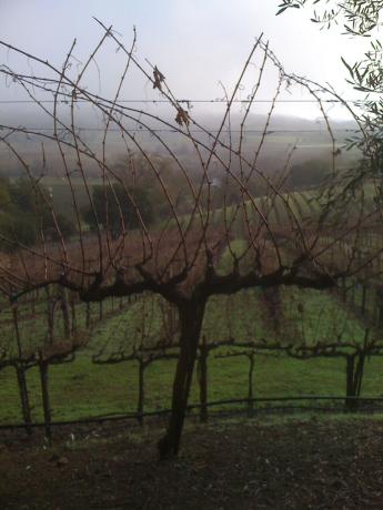 A foggy winter morning view shows new growth on the vines.