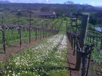 In late winter, small white flowers start to bloom between the vines, a sign that spring is near.